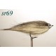 sr069